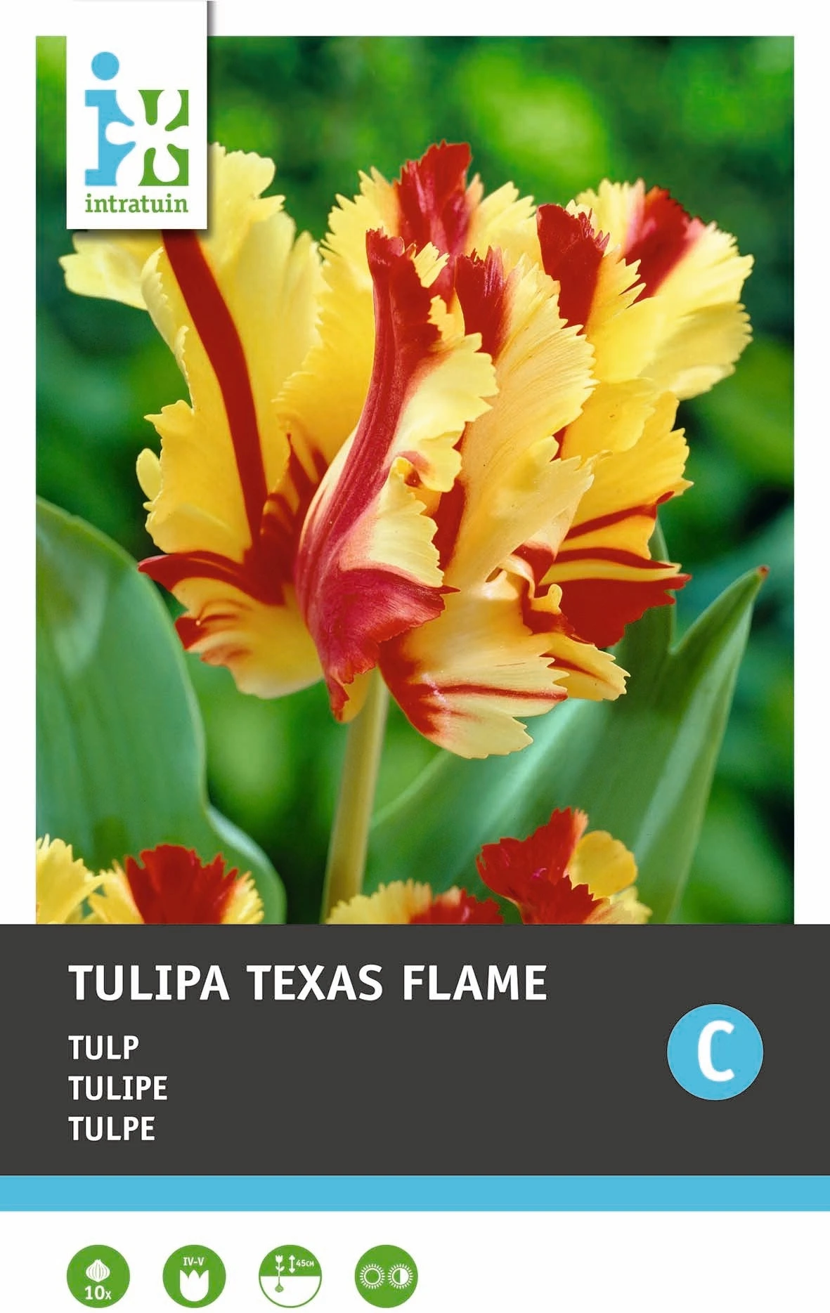 Intratuin Bloembollen Tulp (Tulipa 'Texas Flame') 10 Stuks 1 Intratuin Bloembollen Tulp (Tulipa 'Texas Flame') 10 Stuks