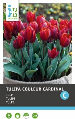 Intratuin Bloembollen Tulp (Tulipa 'Couleur Cardinal') 10 Stuks