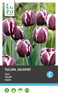 Intratuin Bloembollen Tulp (Tulipa 'Jackpot') 10 Stuks -Elho || ESSCHERT DESIGN || Nature Winkel 8717263341529 2 2