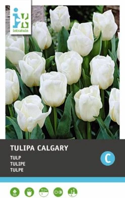 Intratuin Bloembollen Tulp (Tulipa 'Calgary') 10 Stuks