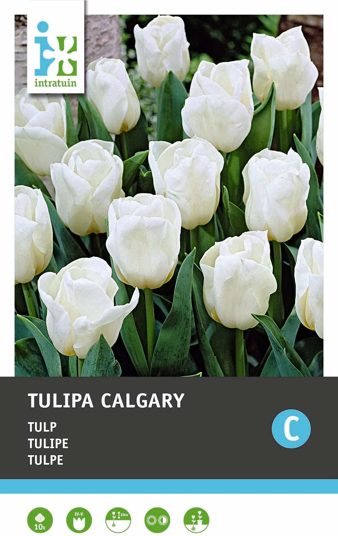 Intratuin Bloembollen Tulp (Tulipa 'Calgary') 10 Stuks 1 Intratuin Bloembollen Tulp (Tulipa 'Calgary') 10 Stuks
