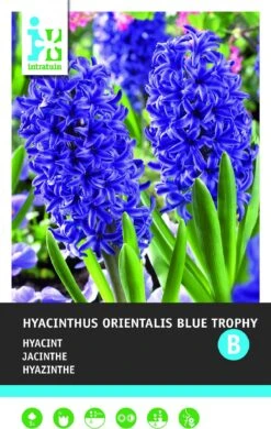 Intratuin Bloembollen Hyacint (Hyacinthus Orientalis 'Blue Trophy') 5 Stuks