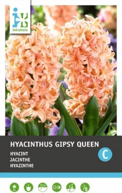 Intratuin Bloembollen Hyacint (Hyacinthus 'Gipsy Queen') 5 Stuks