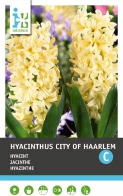 Intratuin Bloembollen Hyacint (Hyacinthus 'City Of Haarlem') 5 Stuks