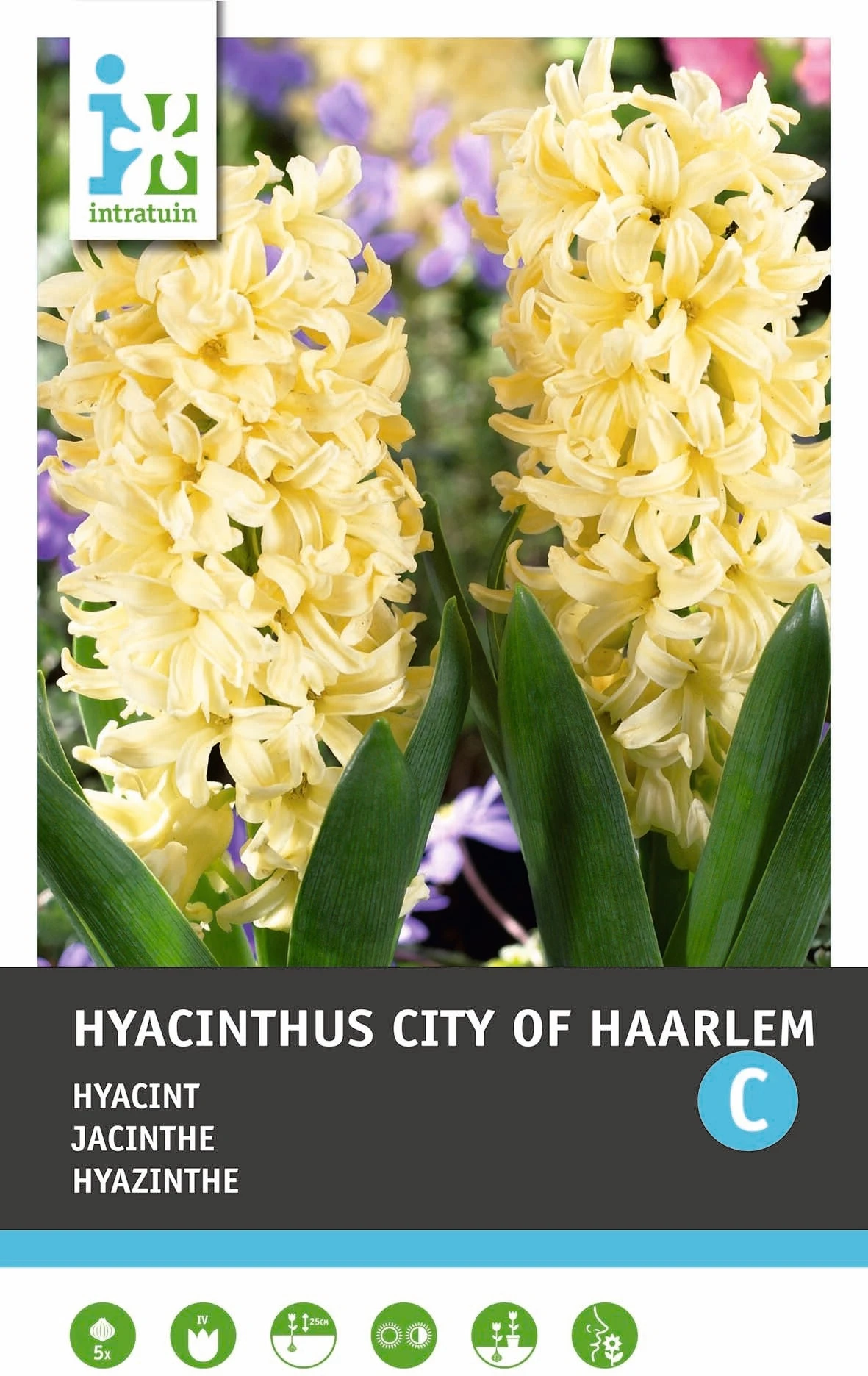 Intratuin Bloembollen Hyacint (Hyacinthus 'City Of Haarlem') 5 Stuks 1 Intratuin Bloembollen Hyacint (Hyacinthus 'City Of Haarlem') 5 Stuks