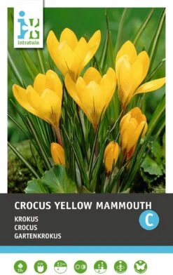Intratuin Bloembollen Krokus (Crocus 'Yellow Mammouth') 15 Stuks