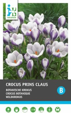 Intratuin Bloembollen Krokus (Crocus 'Prins Claus') 25 Stuks