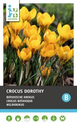Intratuin Bloembollen Krokus (Crocus 'Dorothy') 25 Stuks