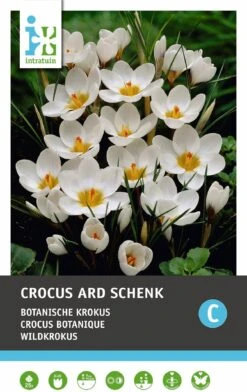 Intratuin Bloembollen Krokus (Crocus 'Ard Schenk') 25 Stuks