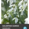 Intratuin Bloembollen Groot Sneeuwklokje (Galanthus Elwesii) 10 Stuks