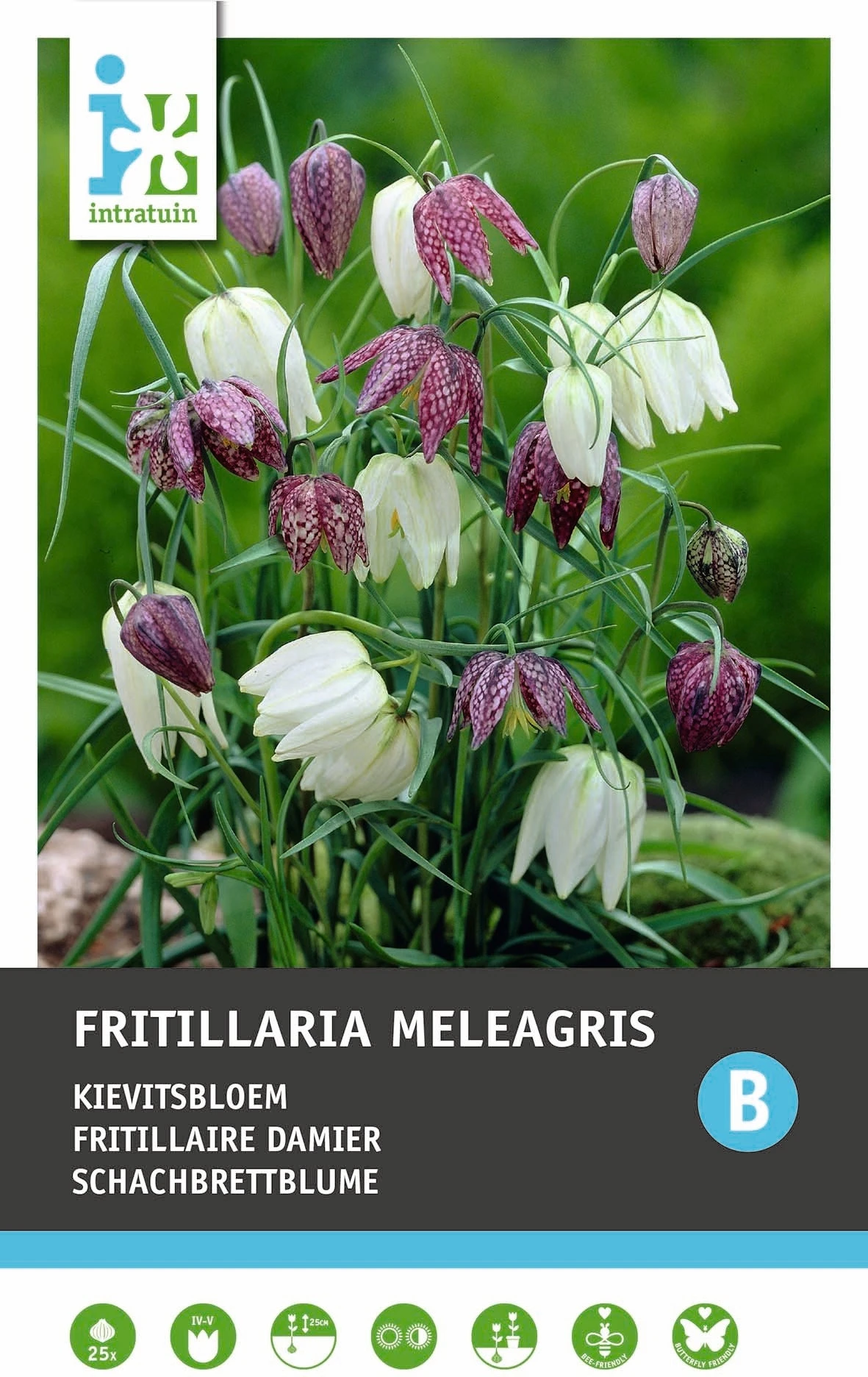 Intratuin Bloembollen Kievitsbloem (Fritillaria Meleagris) Gemengd 25 Stuks 1 Intratuin Bloembollen Kievitsbloem (Fritillaria Meleagris) Gemengd 25 Stuks