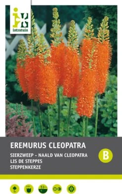 Intratuin Bloembollen Naald Van Cleopatra (Eremurus 'Cleopatra')