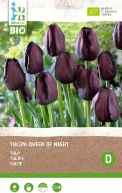 Intratuin Biologische Bloembollen Tulp (Tulipa 'Queen Of Night') 6 Stuks