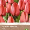 Intratuin Biologische Bloembollen Tulp (Tulipa 'Red Impression' ) 6 Stuks