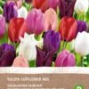 Intratuin Biologische Bloembollen Tulp (Tulipa) Snijbloemen Mix 6 Stuks