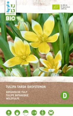 Intratuin Biologische Bloembollen Tulp (Tulipa 'Tarda Sasystemon') 10 Stuks