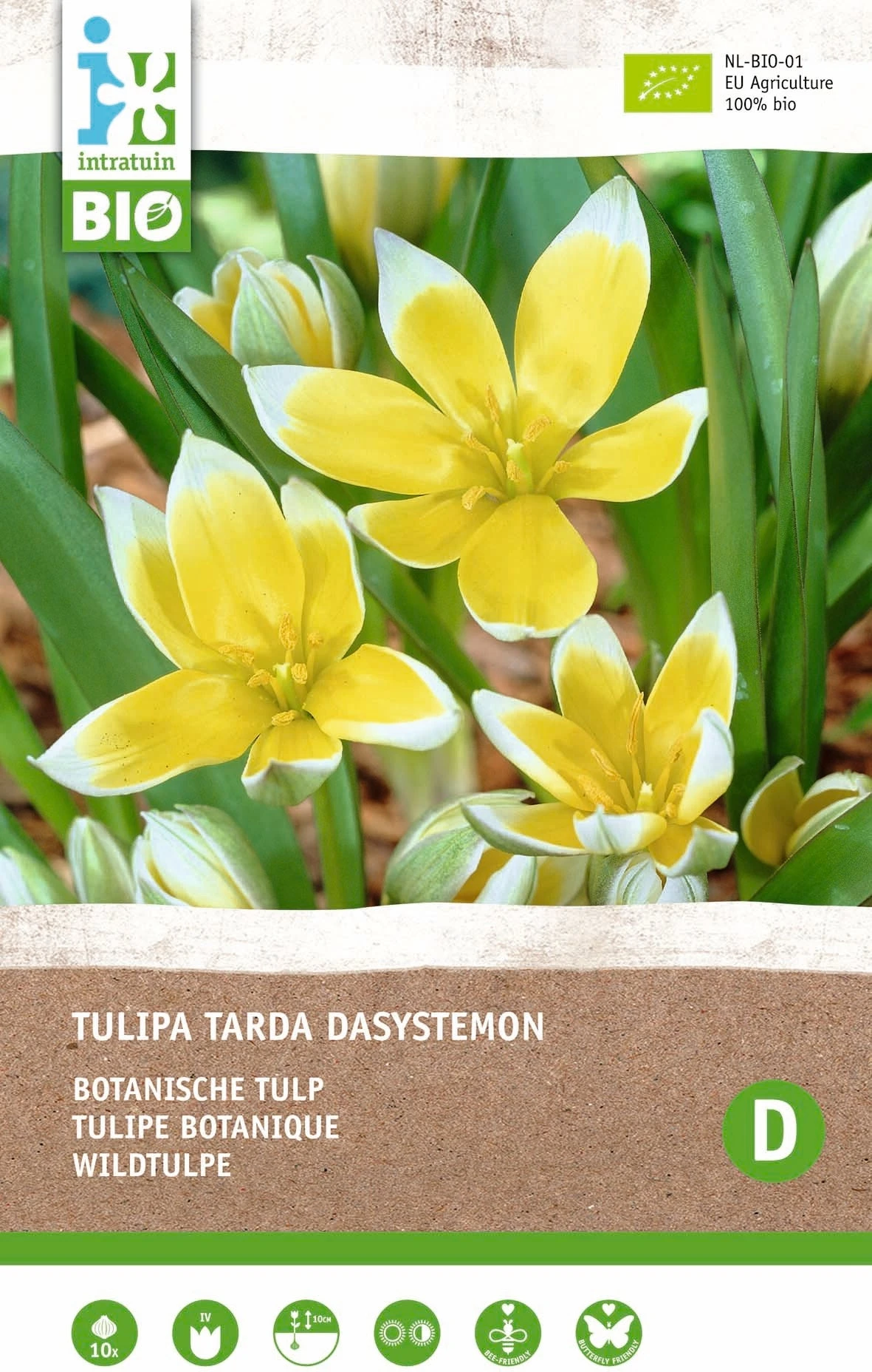 Intratuin Biologische Bloembollen Tulp (Tulipa 'Tarda Sasystemon') 10 Stuks 1 Intratuin Biologische Bloembollen Tulp (Tulipa 'Tarda Sasystemon') 10 Stuks