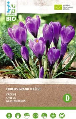 Intratuin Biologische Bloembollen Krokus (Crocus 'Grand Maitre') 10 Stuks
