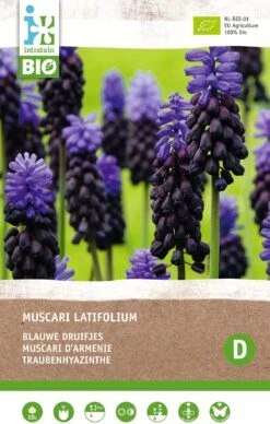 Intratuin Biologische Bloembollen Blauw Druifje (Muscari Latifolium) 10 Stuks