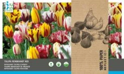 Intratuin Bloembollen Tulp (Tulipa 'Rembrandt') Gemengd 25 Stuks