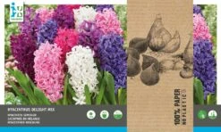 Intratuin Bloembollen Hyacint (Hyacinthus 'Delight') Gemengd 15 Stuks -Elho || ESSCHERT DESIGN || Nature Winkel 8717263342786 2
