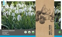 Intratuin Bloembollen Glanzend Sneeuwklokje (Galanthus Woronowii) 35 Stuks