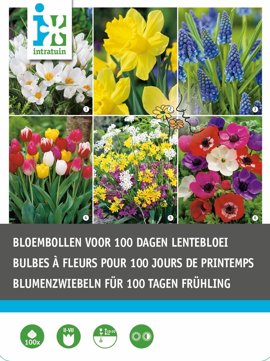 Intratuin Bloembollen (100 Dagen Lente) Gemengd 100 Stuks 1 Intratuin Bloembollen (100 Dagen Lente) Gemengd 100 Stuks