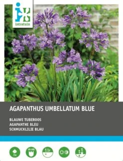 Intratuin Afrikaanse Lelie Knol (Agapanthus Umbelatum) Blauw 3 Stuks