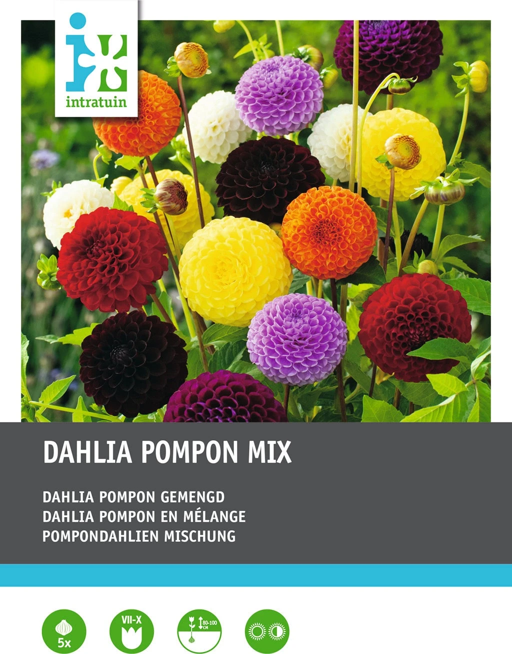 Intratuin Dahlia Knol (Dahlia Pompon) Gemengd 5 Stuks 2 Intratuin Dahlia Knol (Dahlia Pompon) Gemengd 5 Stuks - Afbeelding 2