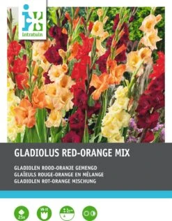 Intratuin Bloembollen Gladiolen (Gladiolus) 25 Stuks