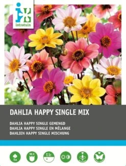 Intratuin Dahlia Knol (Dahlia 'Happy Single') Mix 5 Stuks