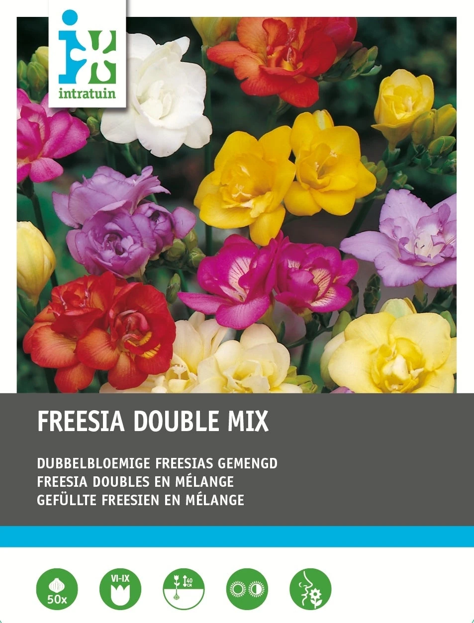 Intratuin Bloembollen Freesia Dubbel Mix 50 Stuks 1 Intratuin Bloembollen Freesia Dubbel Mix 50 Stuks