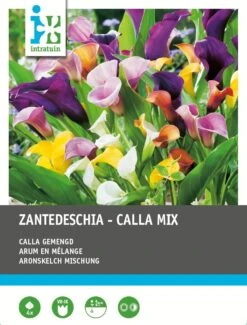 Intratuin Calla Knol (Zantedeschia) Mix 4 Stuks