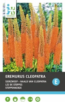 Intratuin Bloembol Naald Van Cleopatra (Eremurus 'Cleopatra')