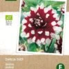 Intratuin Biologische Dahlia Knol (Dahlia 'Duet')