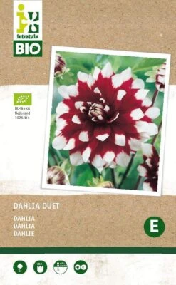 Intratuin Biologische Dahlia Knol (Dahlia 'Duet')