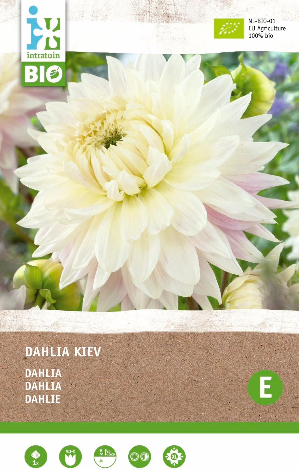 Intratuin Biologische Dahlia Knol (Dahlia 'Kiev') 1 Intratuin Biologische Dahlia Knol (Dahlia 'Kiev')