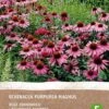 Intratuin Biologische Vaste Plant Zonnehoed (Echinacea 'Magnus Rosa')