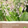 Intratuin Biologische Lelietje-van-Dalen Knol (Convallaria Majalis 'Rosea') 2 Stuks