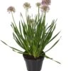 Sierui (Allium 'Millenium') D 17 H 40 Cm