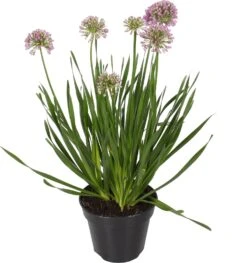 Sierui (Allium 'Millenium') D 17 H 40 Cm