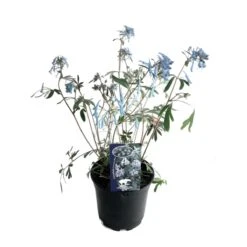 Helmbloem (Corydalis Flexuosa 'Porcelain Blue') D 17 H 35 Cm