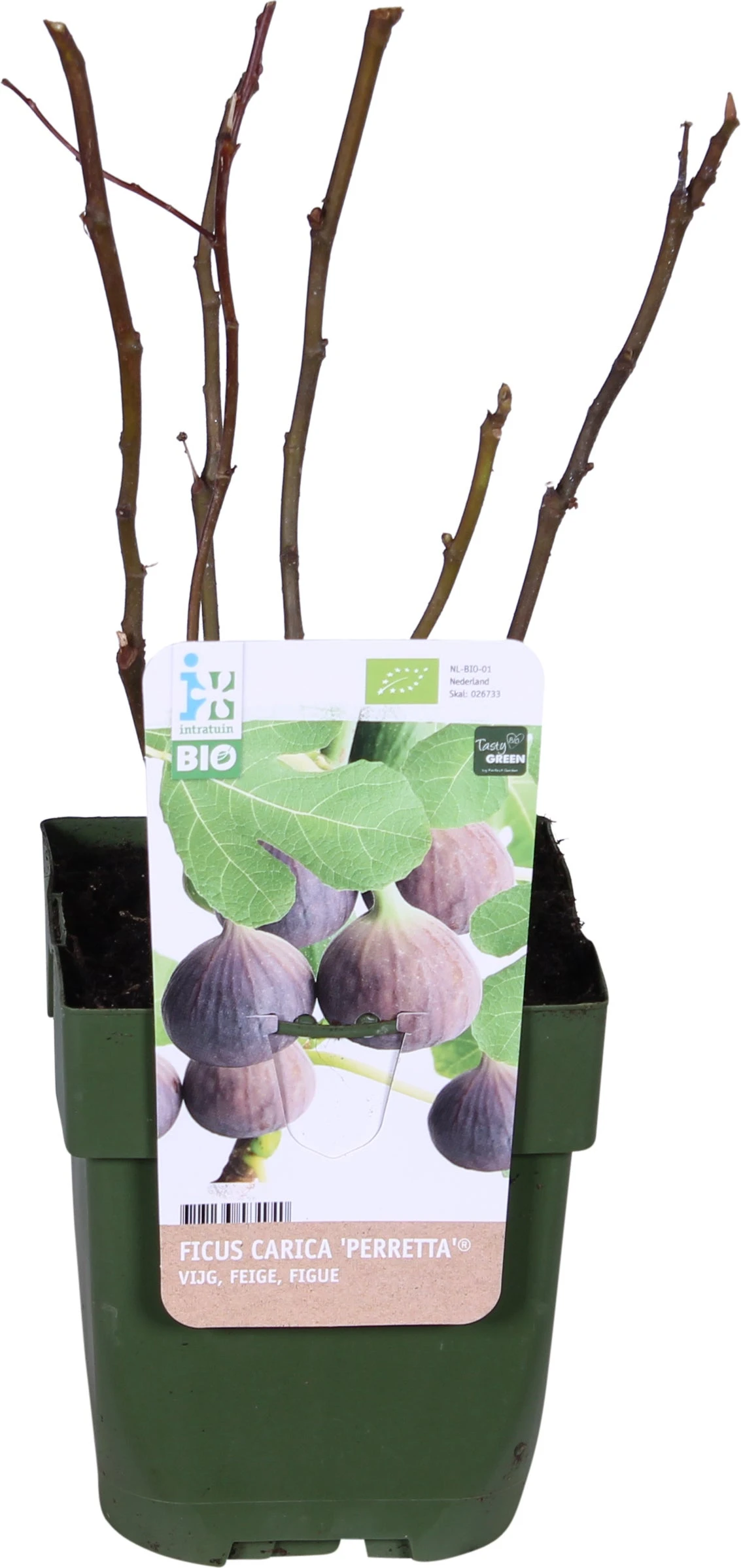 Biologische Vijg (Ficus Carica 'Gustissimo Perretta®') D 13 H 40 Cm 1 Biologische Vijg (Ficus Carica 'Gustissimo Perretta®') D 13 H 40 Cm