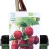 Biologische Herfstframboos (Rubus Idaeus 'Heritage') D 19 H 60 Cm