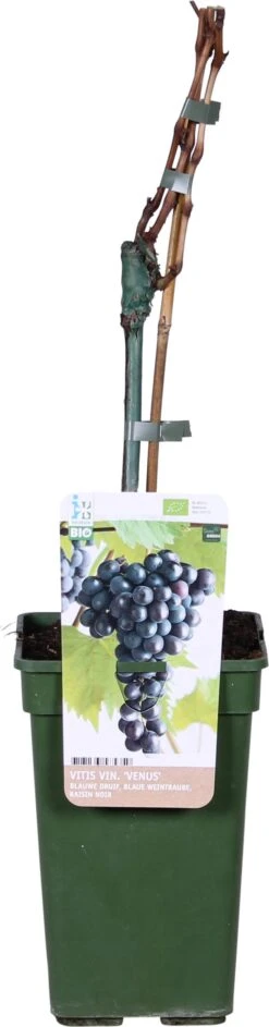 Biologische Pitarme Blauwe Druif (Vitis Vinifera 'Venus') D 19 H 60 Cm