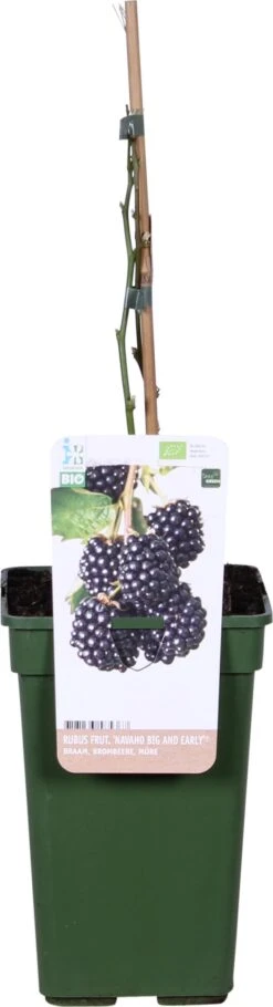 Biologische Braam (Rubus Fruticosus 'Navaho Big And Early®') D 19 H 60 Cm