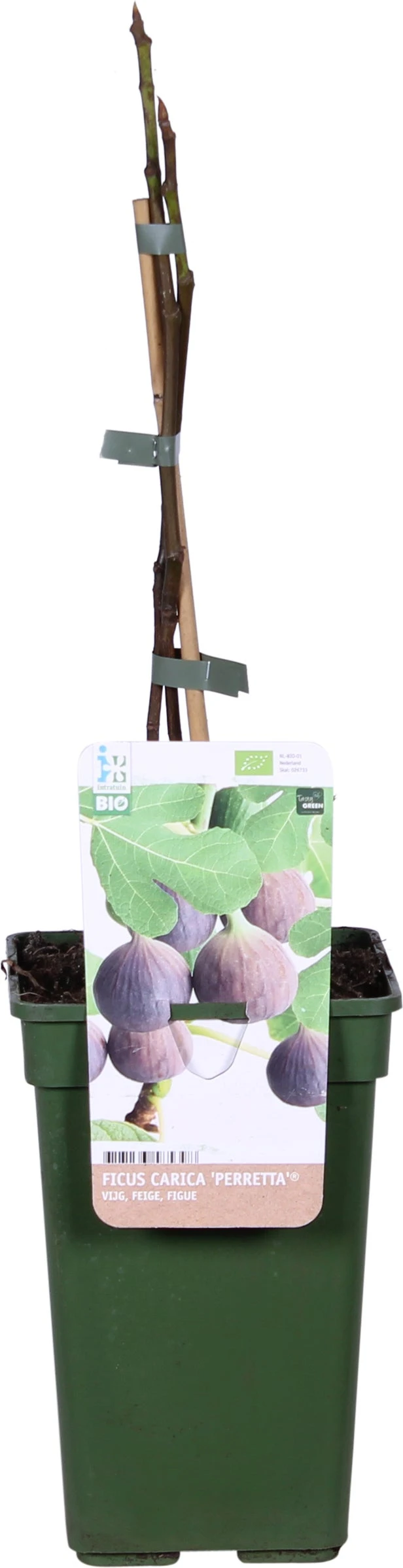Biologische Vijg (Ficus Carica 'Perretta®') D 19 H 60 Cm 1 Biologische Vijg (Ficus Carica 'Perretta®') D 19 H 60 Cm