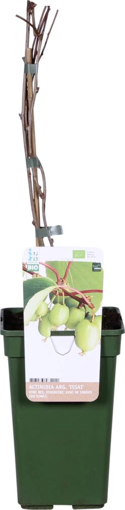 Biologische Kiwi Bes (Actinidia Arguta 'Issai') D 19 H 60 Cm