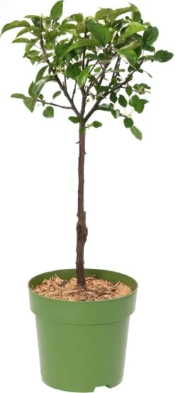 Biologische Appelboom (Malus Domestica 'Cox Orange Pippin') D 23 H 80 Cm