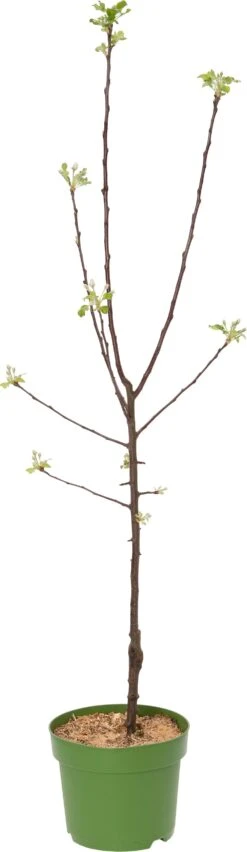 Biologische Handappel (Malus Domestica 'Rode Van Boskoop') D 26 H 150 Cm